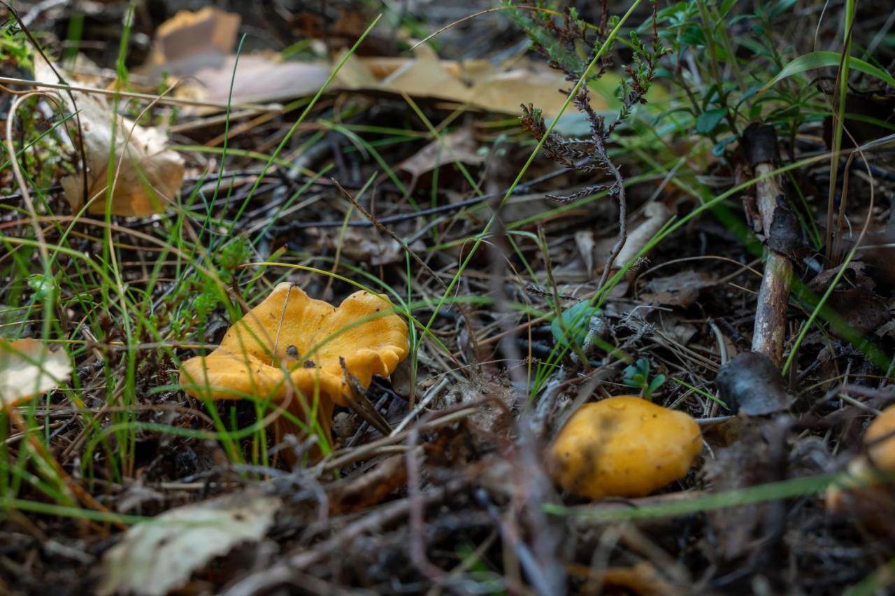 Vila Saimaan Kultaranta Puumala Exteriér fotografie